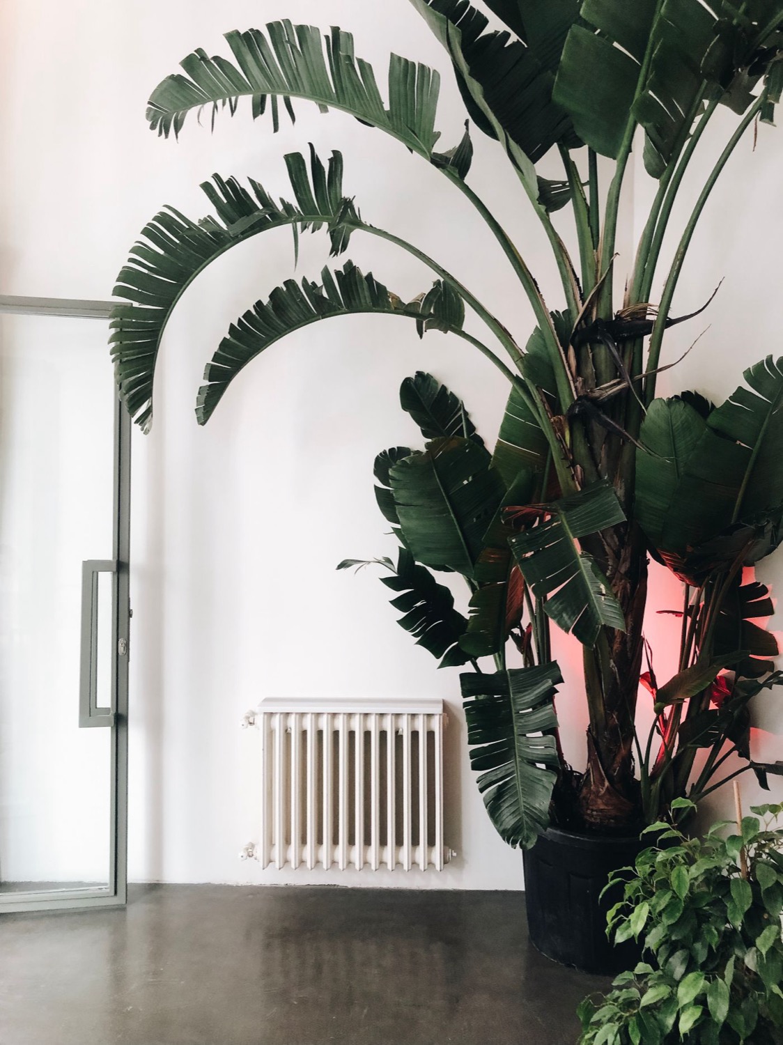 Radiateur blanc dans un intérieur épuré avec grande plante verte